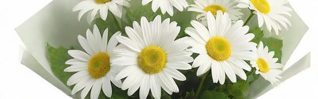 朋友初次见面送什么花:（普通朋友初次见面送点啥）